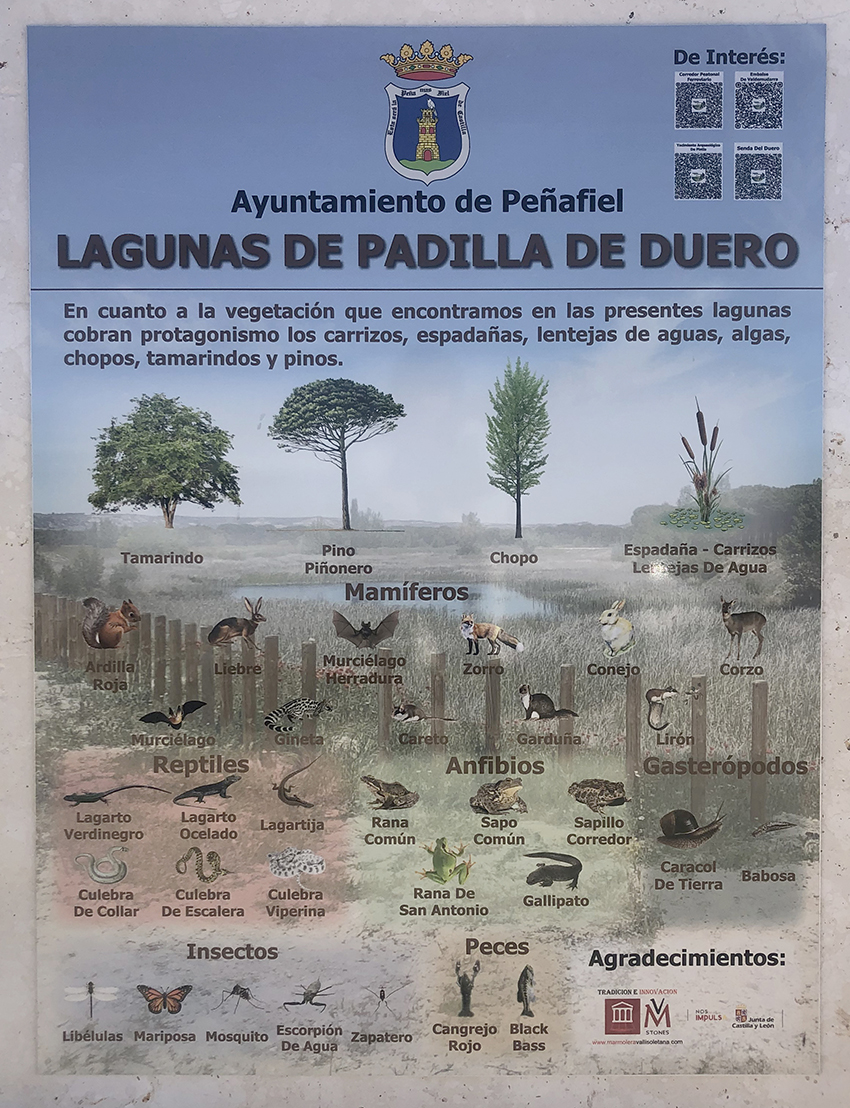 Lagunas Padilla de Duero - Peñafiel